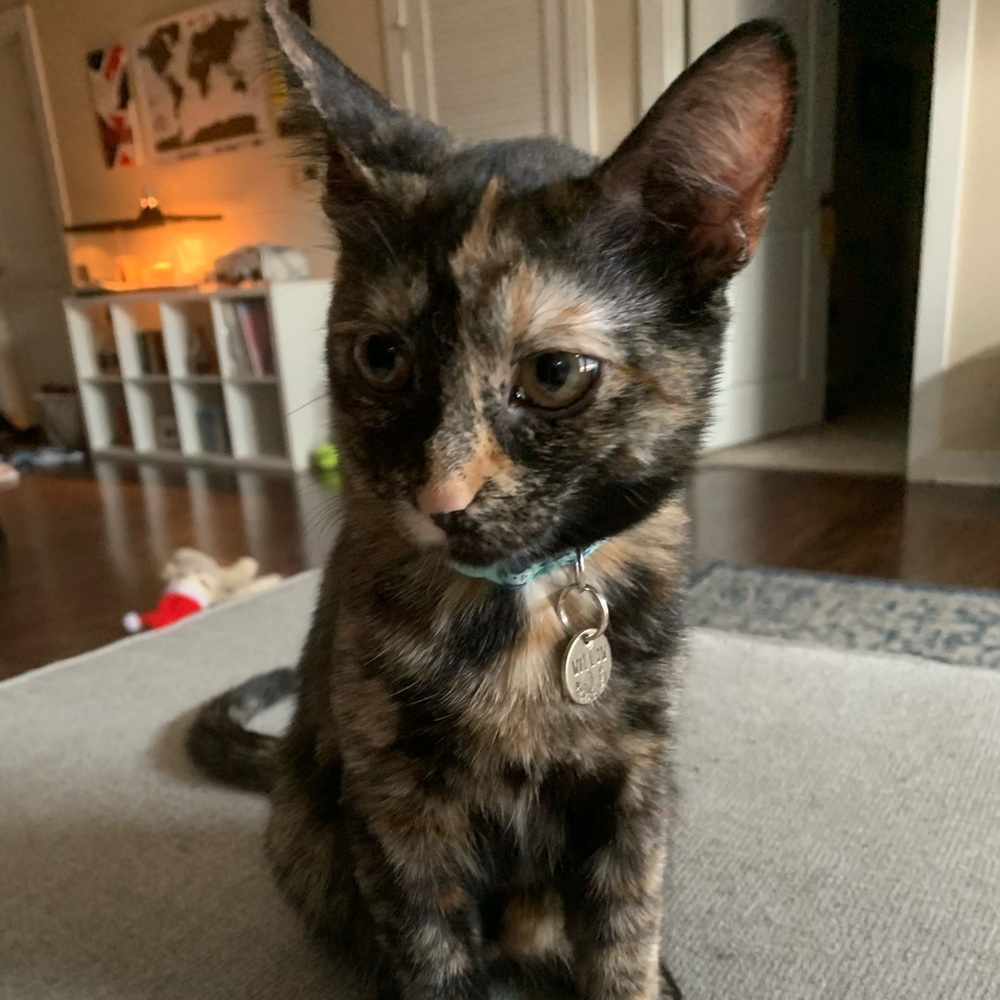 Meet your Posher, Rachel